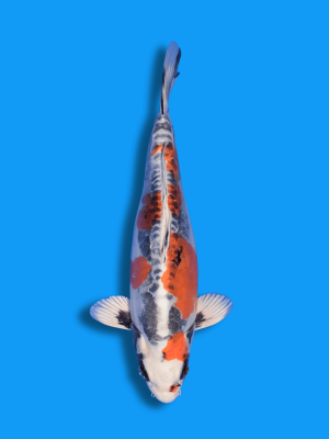 Beni Kikokuryu | Koi&Co.